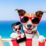 Blog naslovna psić sa sunčanim naočalama