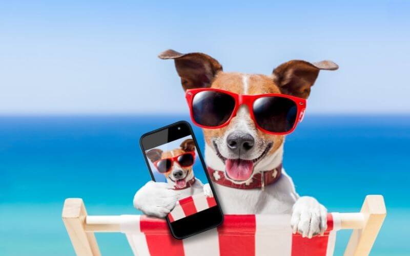 Blog naslovna psić sa sunčanim naočalama