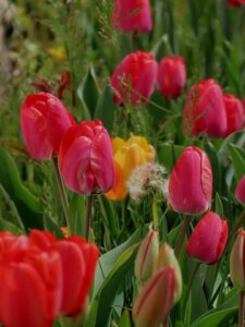 polje tulipana