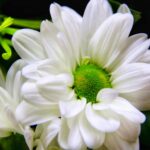 cvijet bijeli