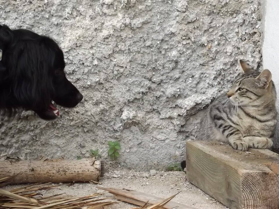 pas i mačka